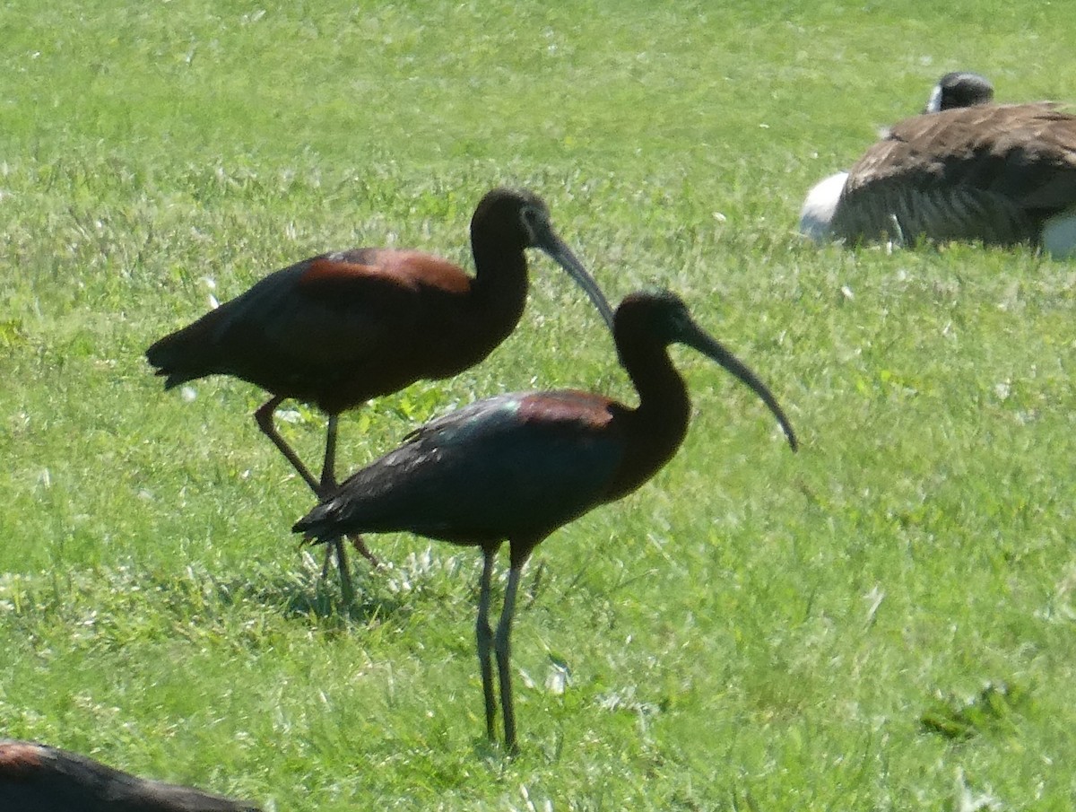 ibis americký - ML619064071