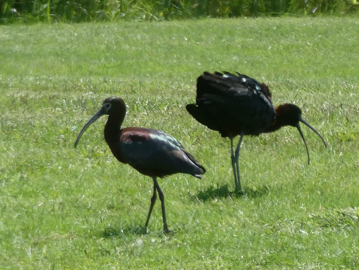 White-faced Ibis - Donna Webster