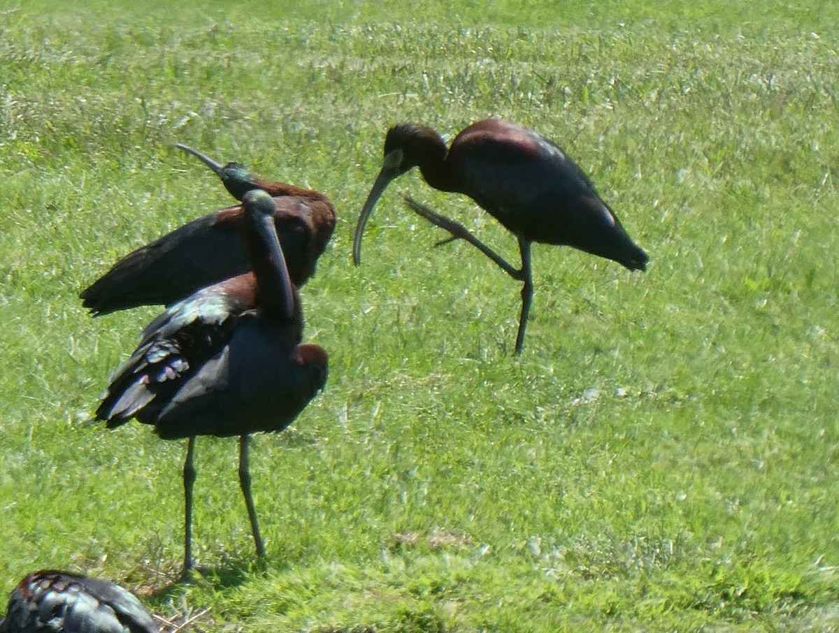 ibis americký - ML619064073