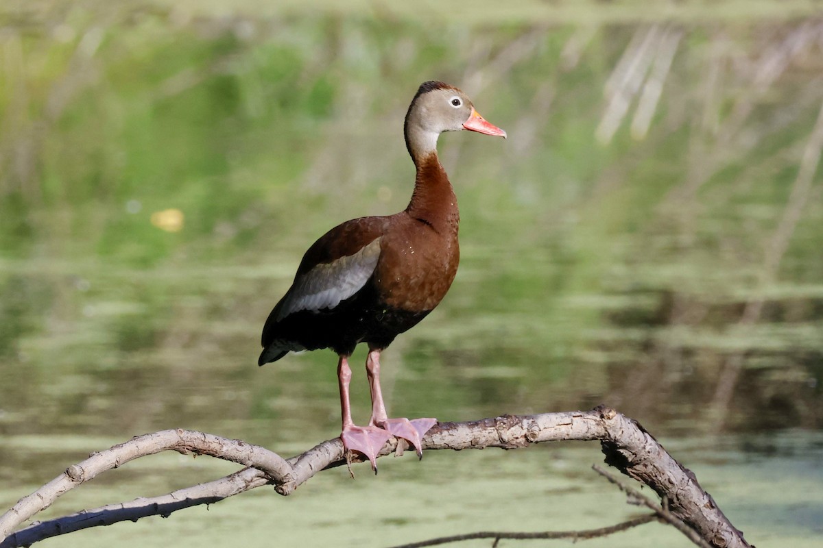 Black-bellied Whistling-Duck (fulgens) - Parker Marsh