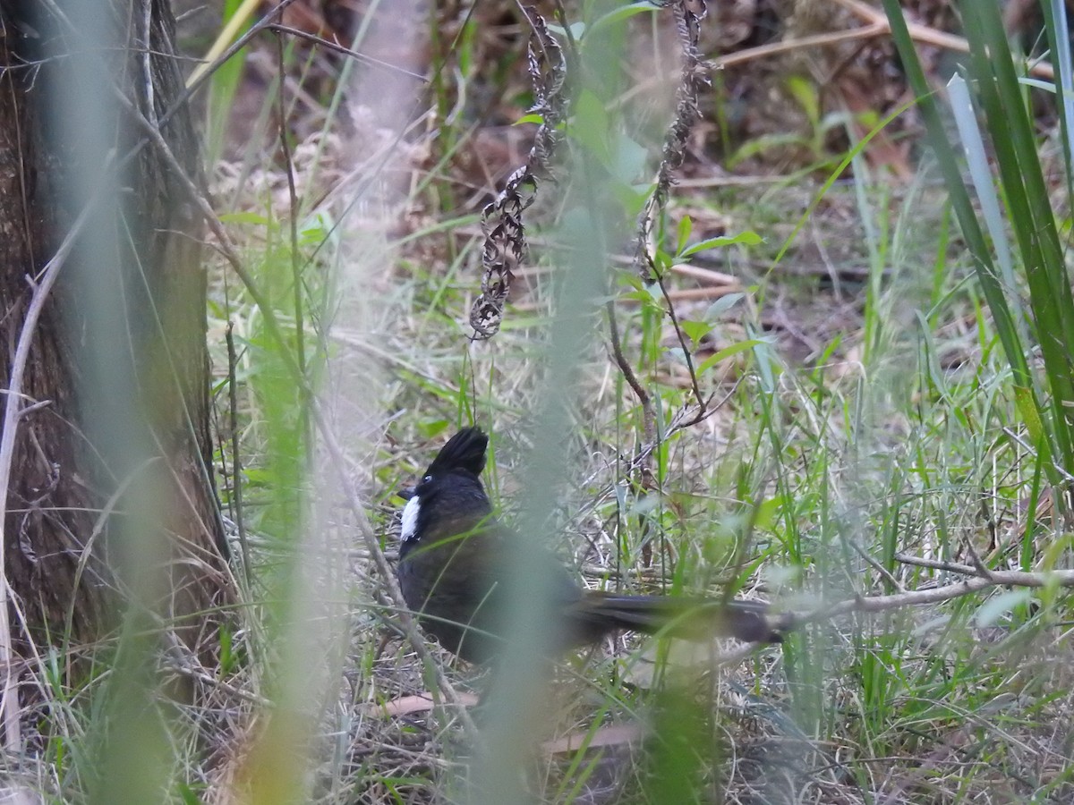 Eastern Whipbird - Rodrigo Munzenmayer