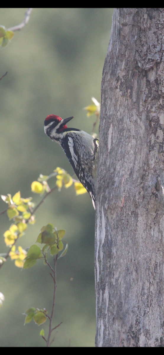 Yellow-bellied Sapsucker - Greg Duncan