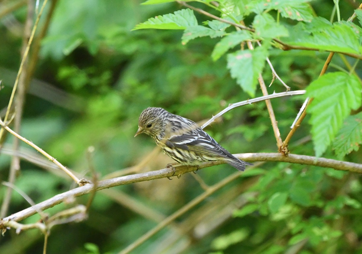 Pine Siskin - Carol Riddell