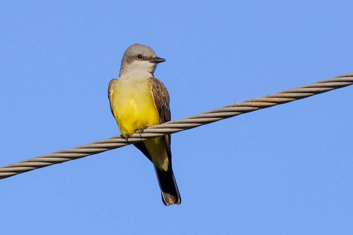 Western Kingbird - Parker Marsh