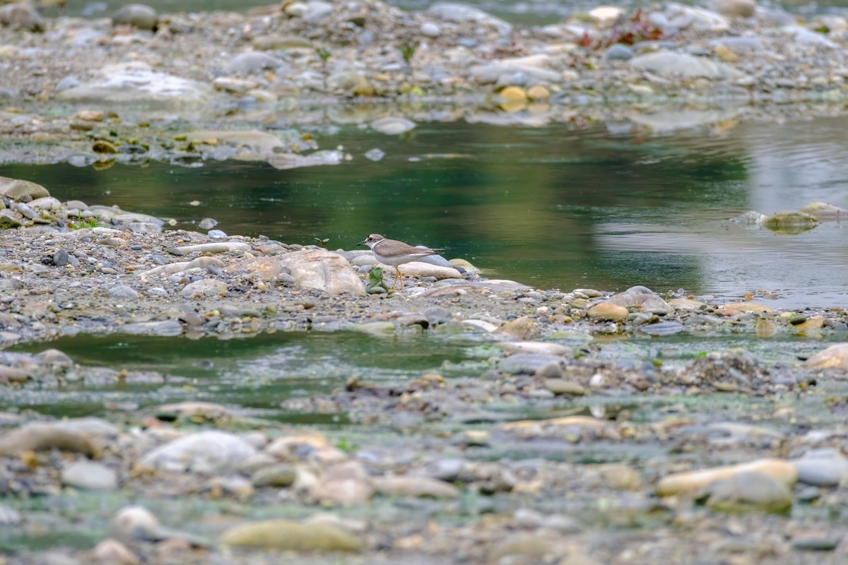 Long-billed Plover - Nara Jayaraman