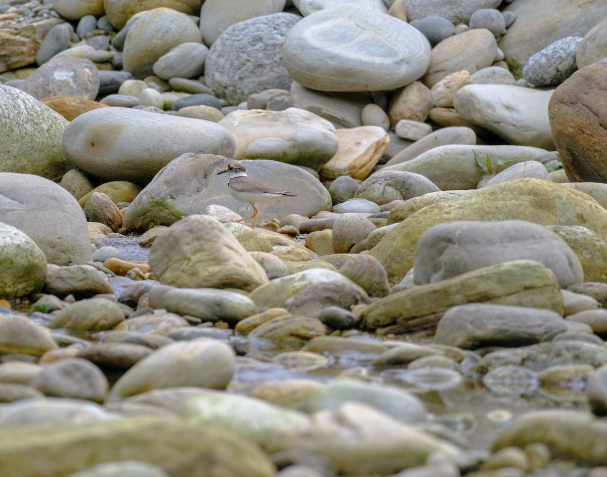 Long-billed Plover - Nara Jayaraman