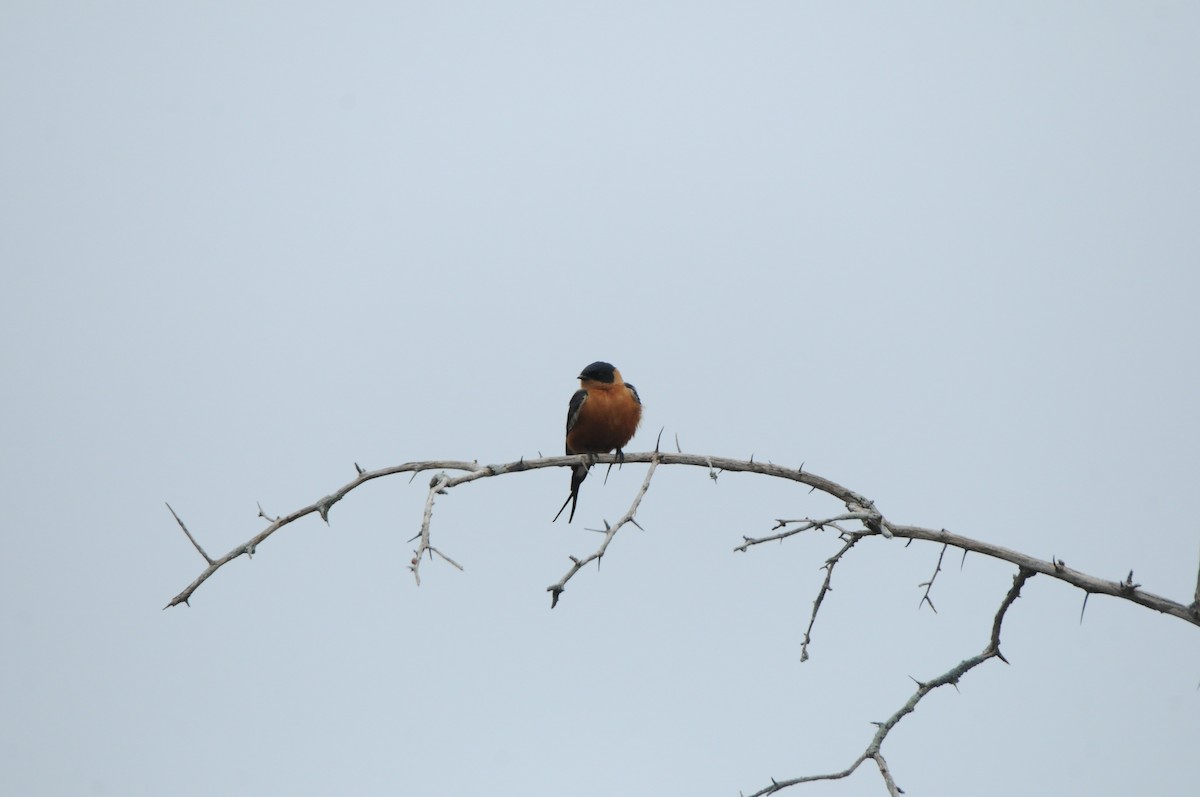Rufous-chested Swallow - Dominic More O’Ferrall