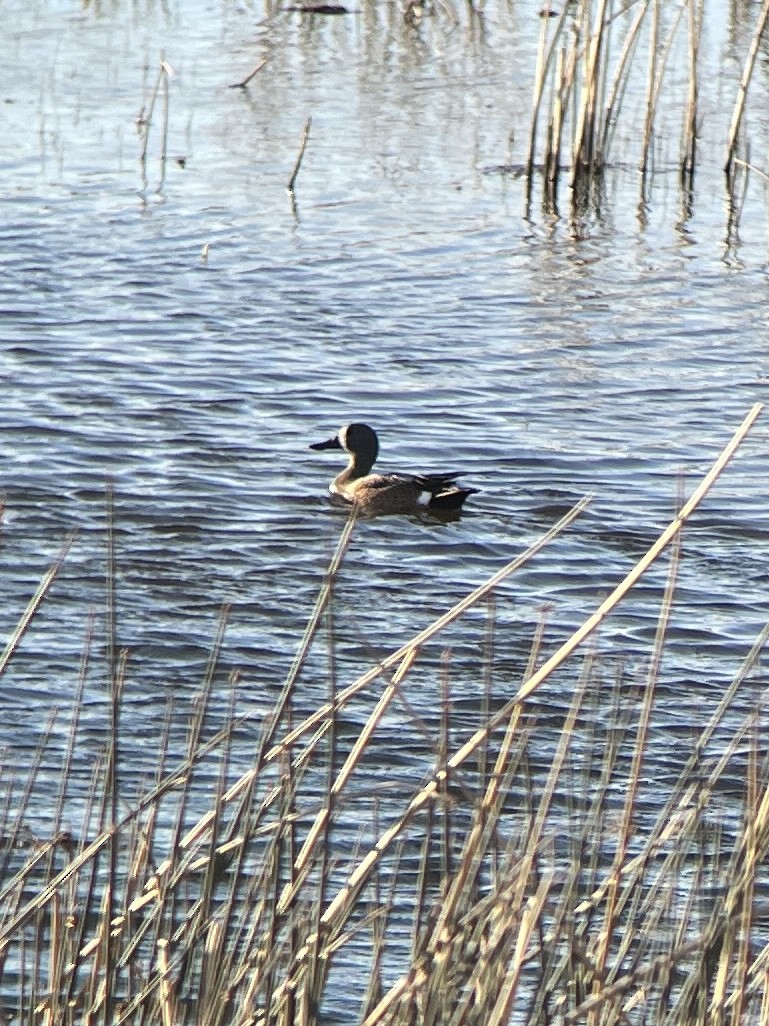 Blue-winged Teal - ML619064143