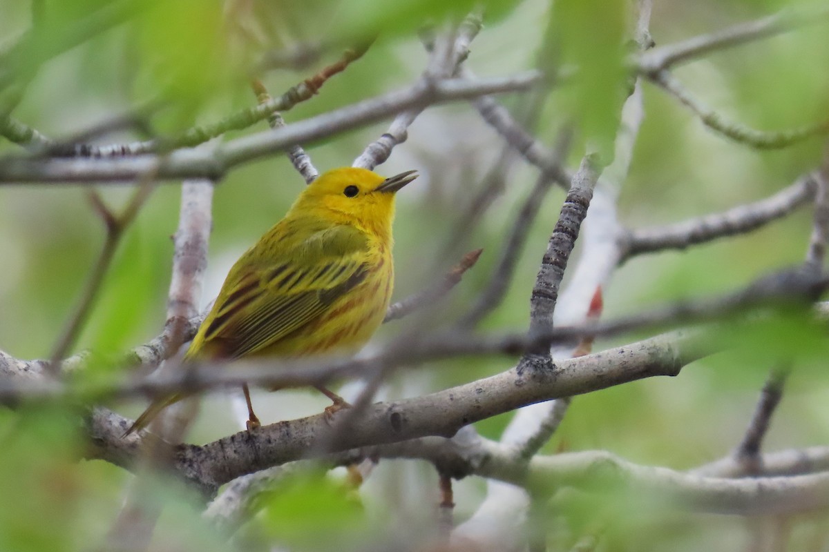 Yellow Warbler (Northern) - ML619064160