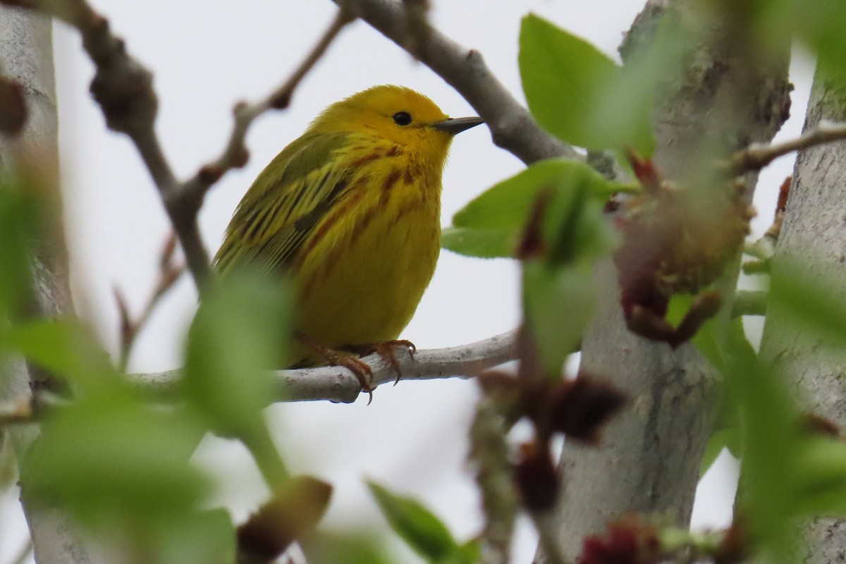Yellow Warbler (Northern) - Del Nelson