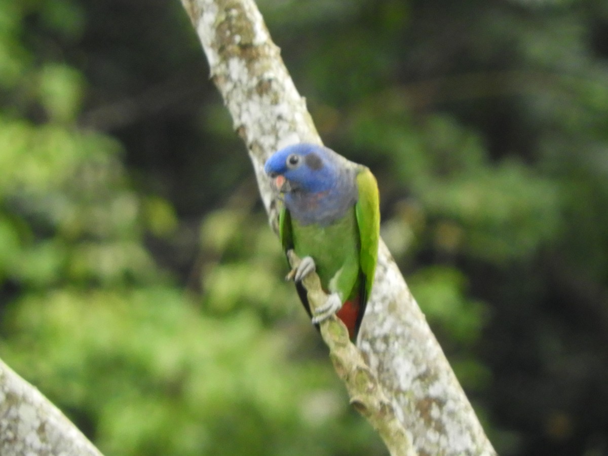 Blue-headed Parrot - Walter Diaz
