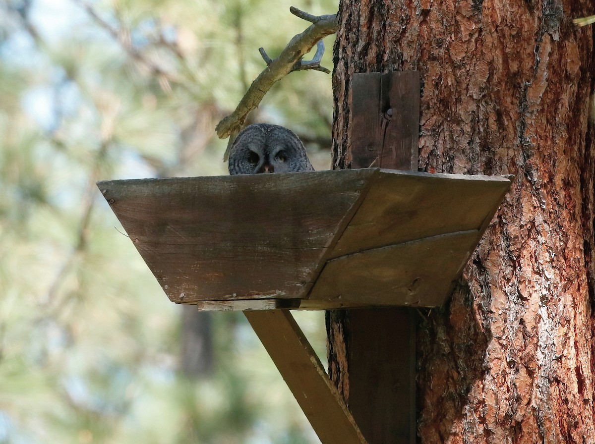 Great Gray Owl - Mark  Ludwick