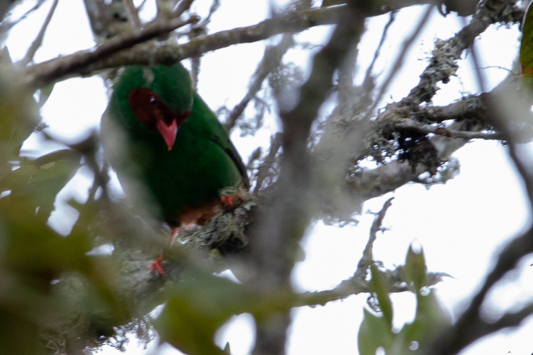 Grass-green Tanager - Claudia Andrea Posada Palacio