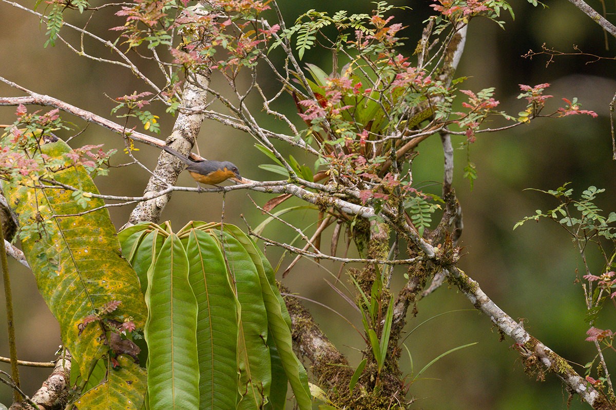 Rufous-crested Tanager - Jorge Luis Cruz Alcivar - Magic Birding Tours