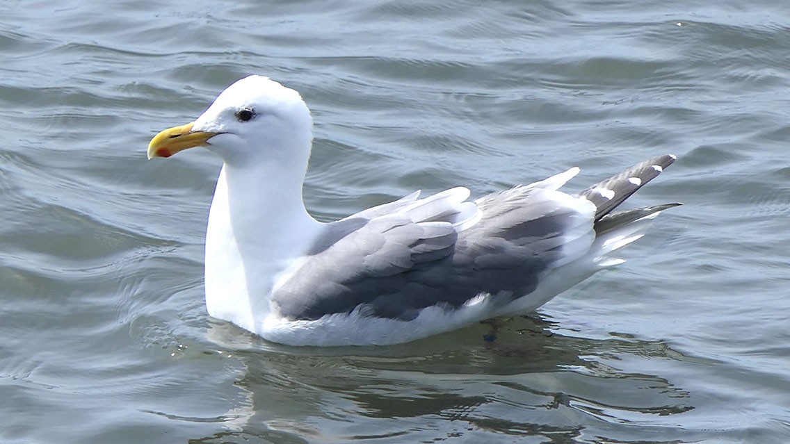 Western x Glaucous-winged Gull (hybrid) - Daniel Bastaja