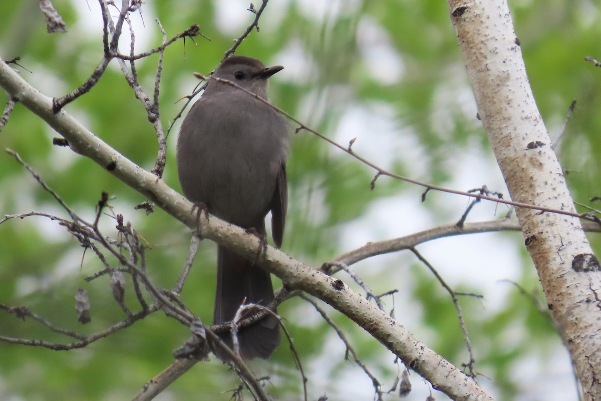 Gray Catbird - ML619064206