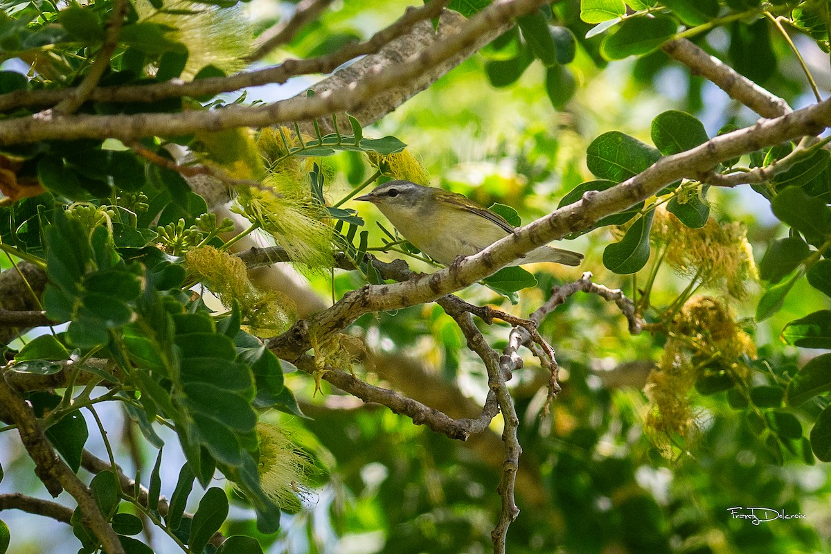 Tennessee Warbler - Frantz Delcroix (Duzont)