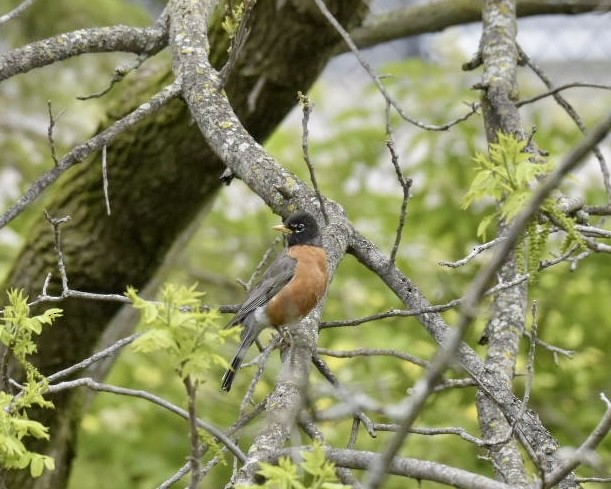 American Robin - ML619064209