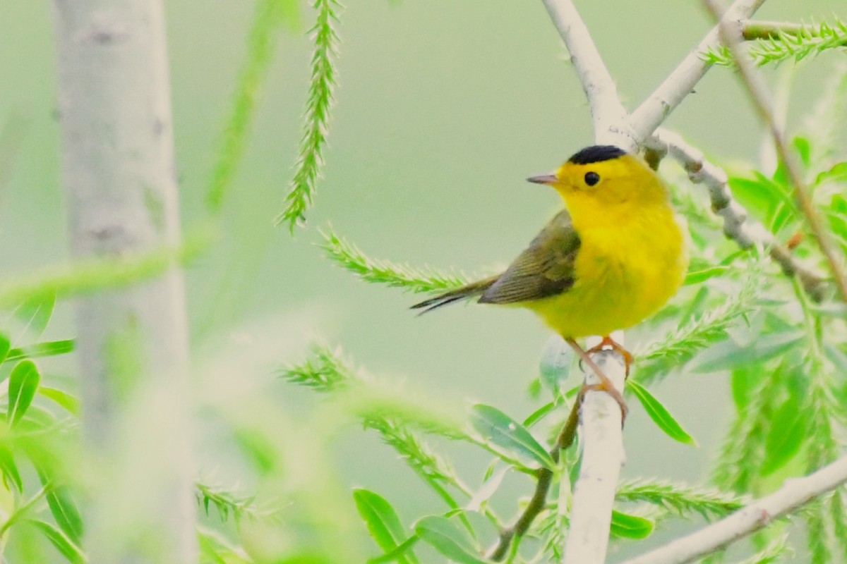 Wilson's Warbler - Winston Poon