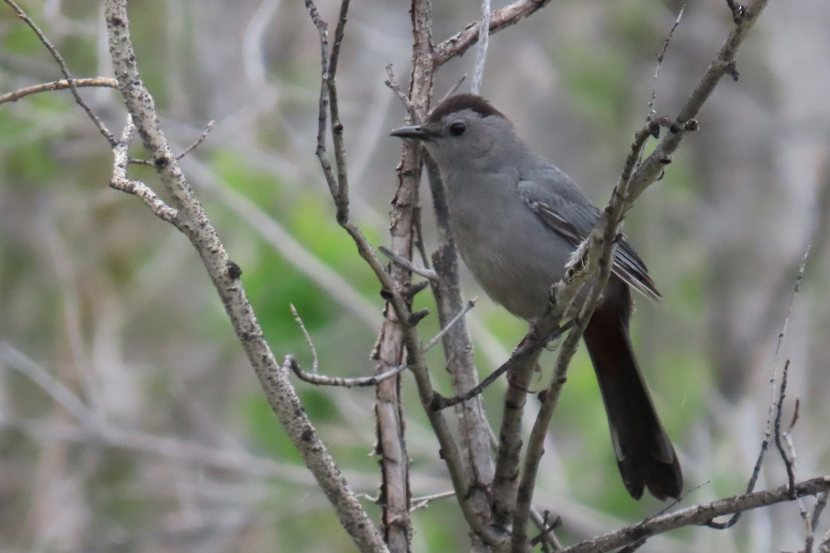 Gray Catbird - ML619064257