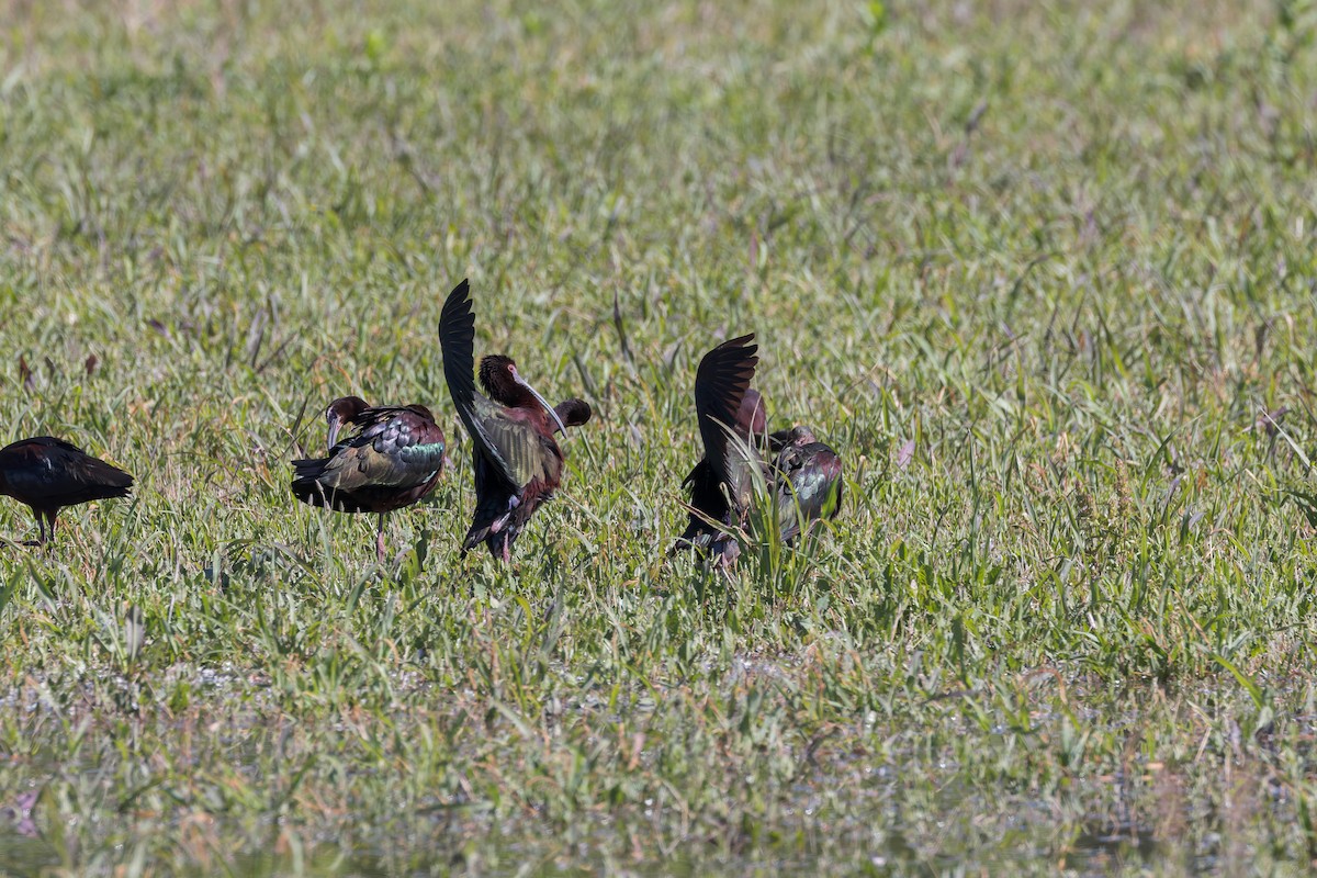 White-faced Ibis - Mike Andersen