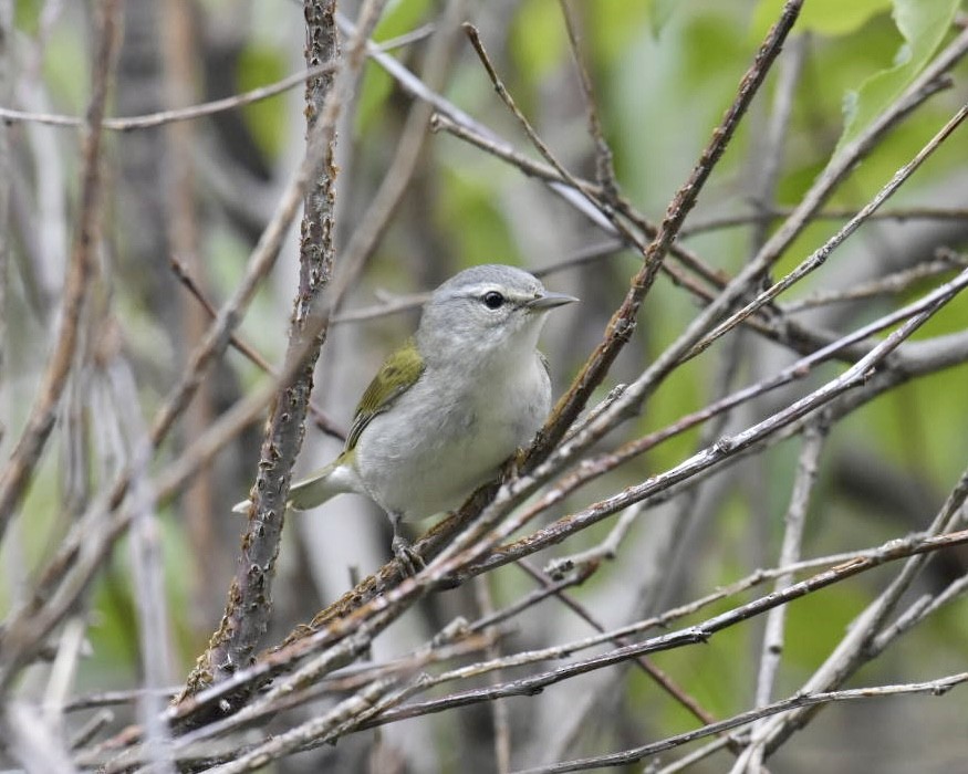 Tennessee Warbler - Heather Pickard