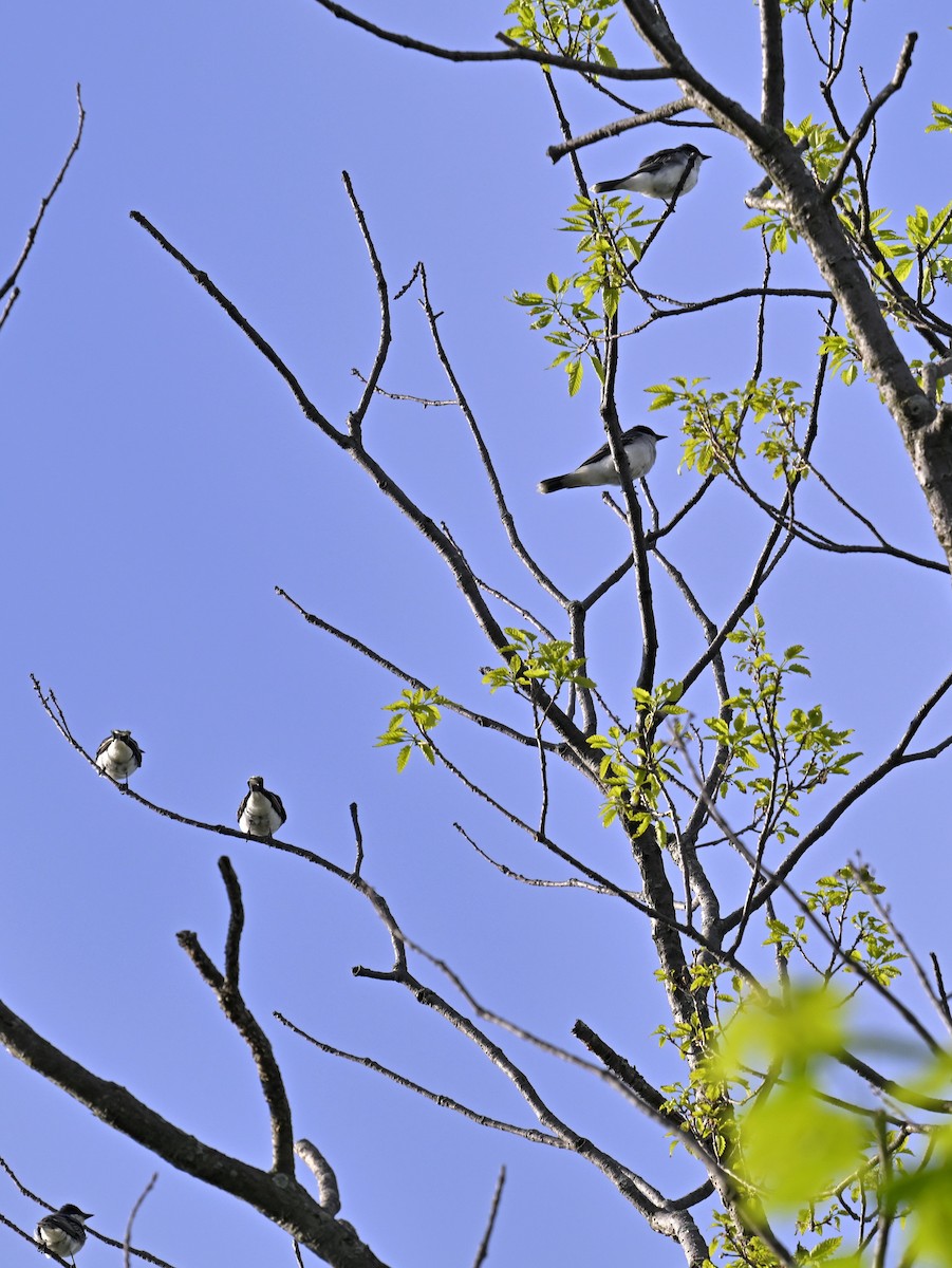 Eastern Kingbird - Eric Titcomb