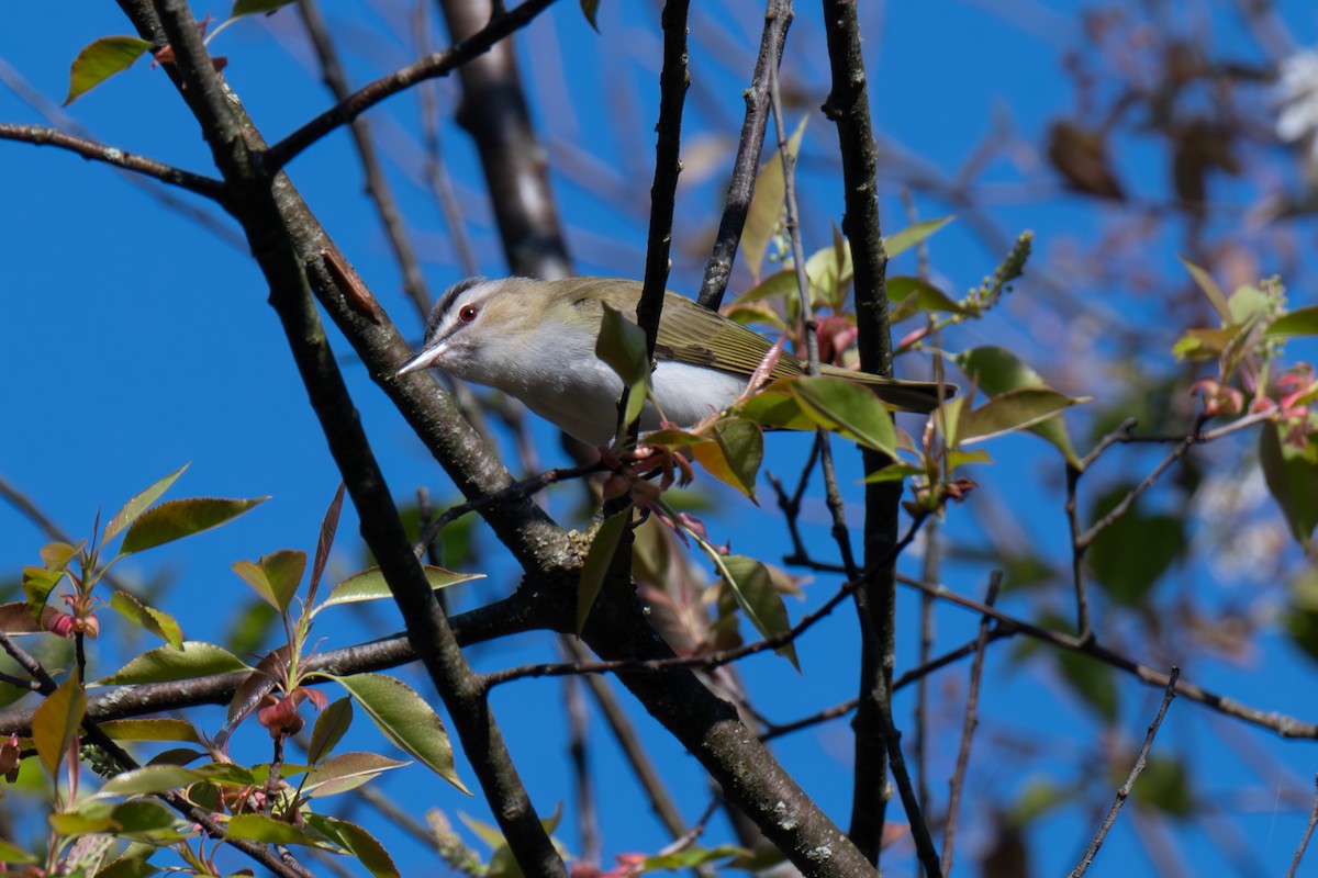 Red-eyed Vireo - Warren Whaley