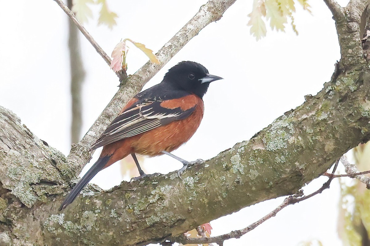 Orchard Oriole - ML619064270