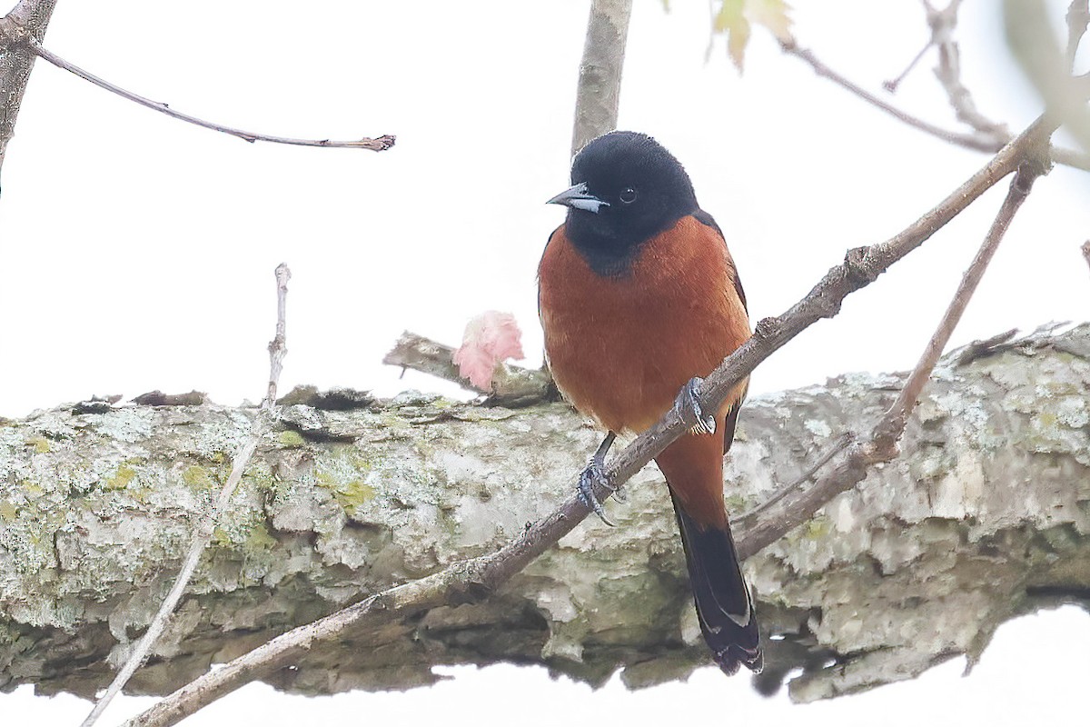Orchard Oriole - ML619064271