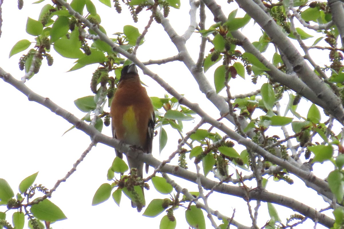 Black-headed Grosbeak - ML619064295