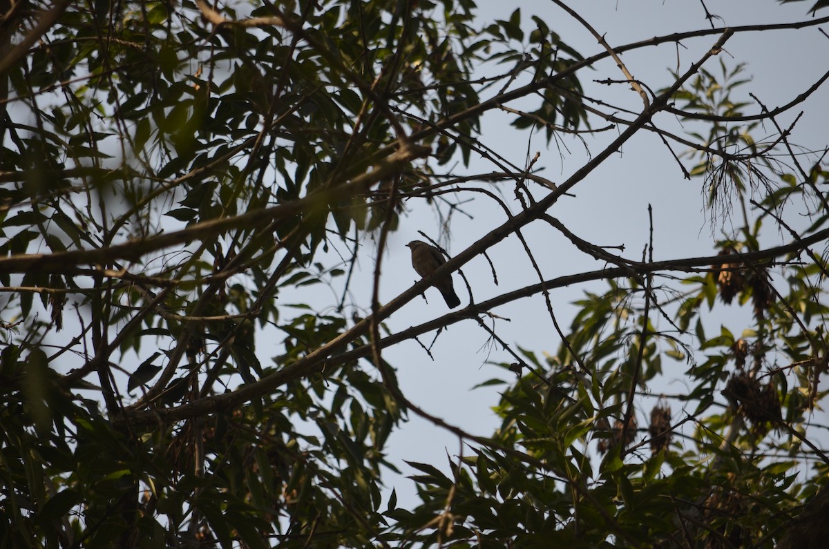 Croaking Ground Dove - Bruno Díaz