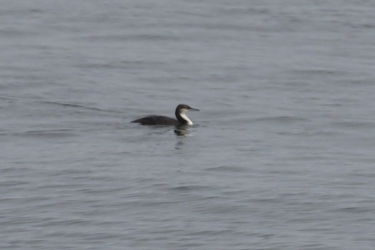 Pacific Loon - Nick  Kontonicolas