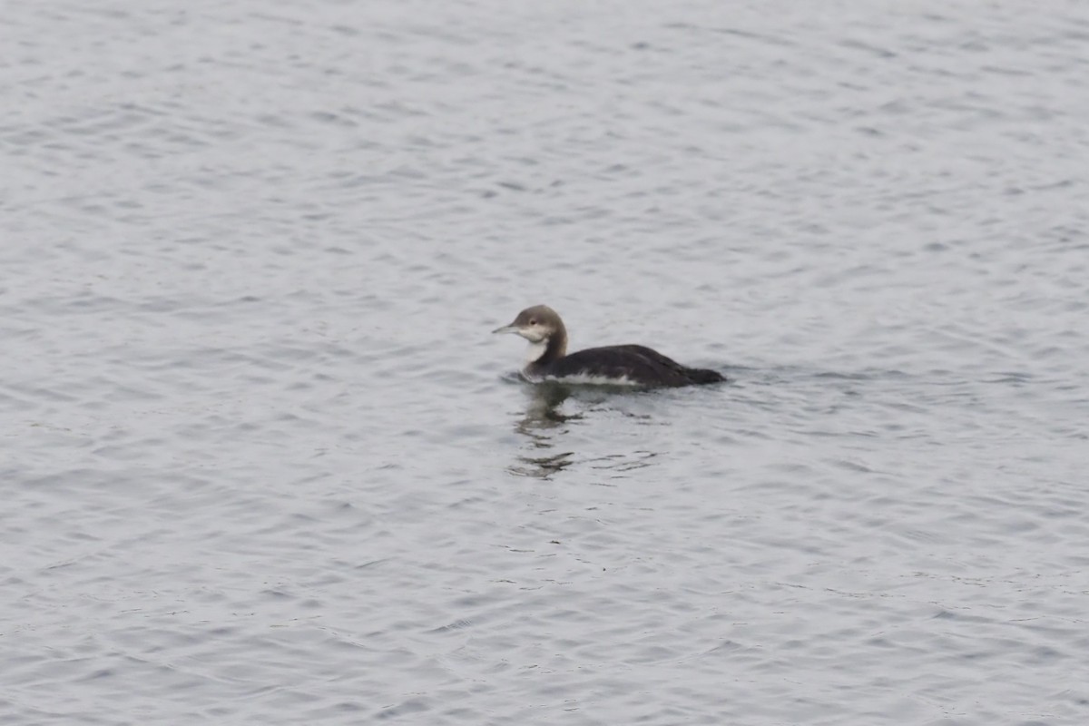 Pacific Loon - Nick  Kontonicolas