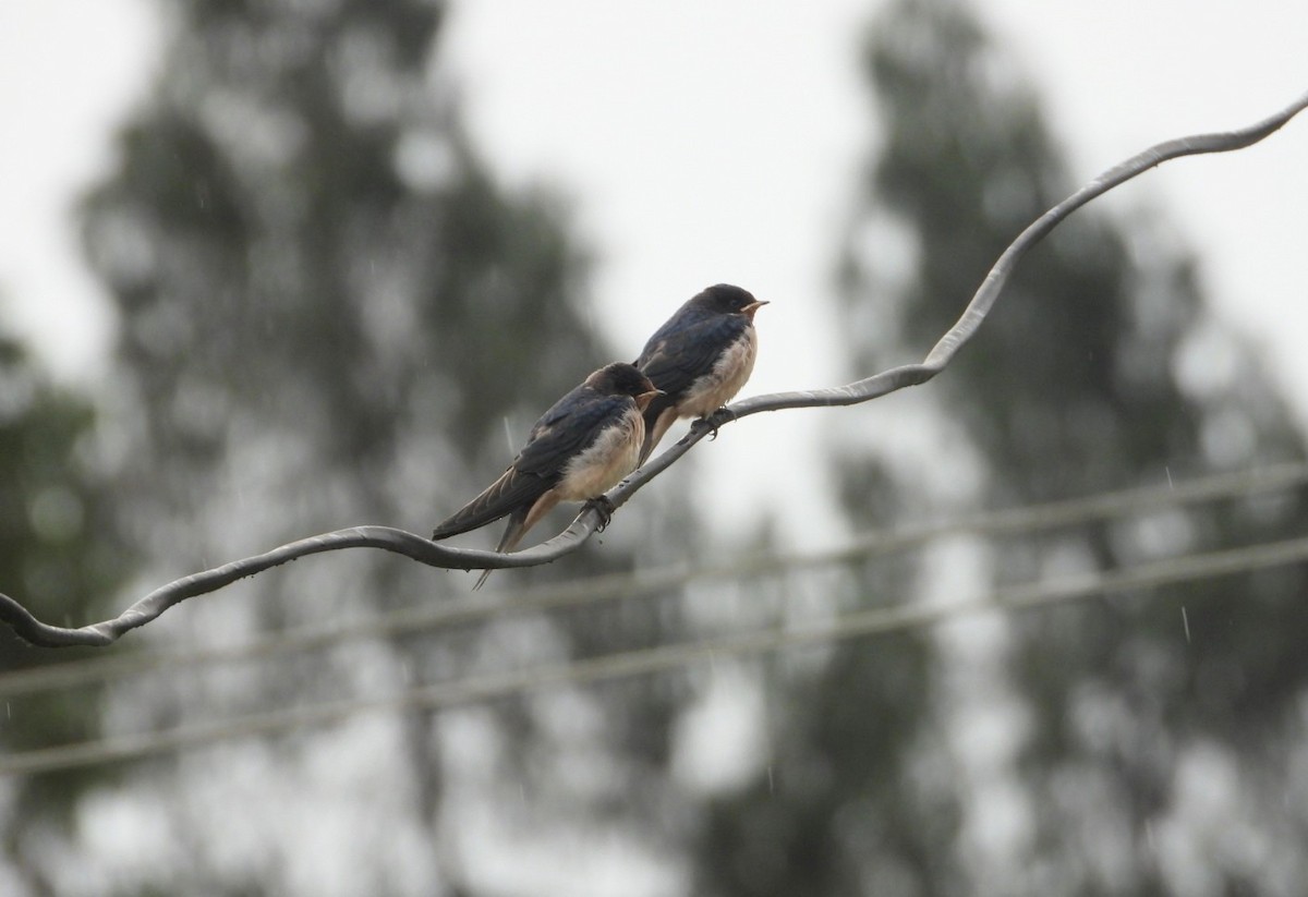 Barn Swallow - Chaiti Banerjee