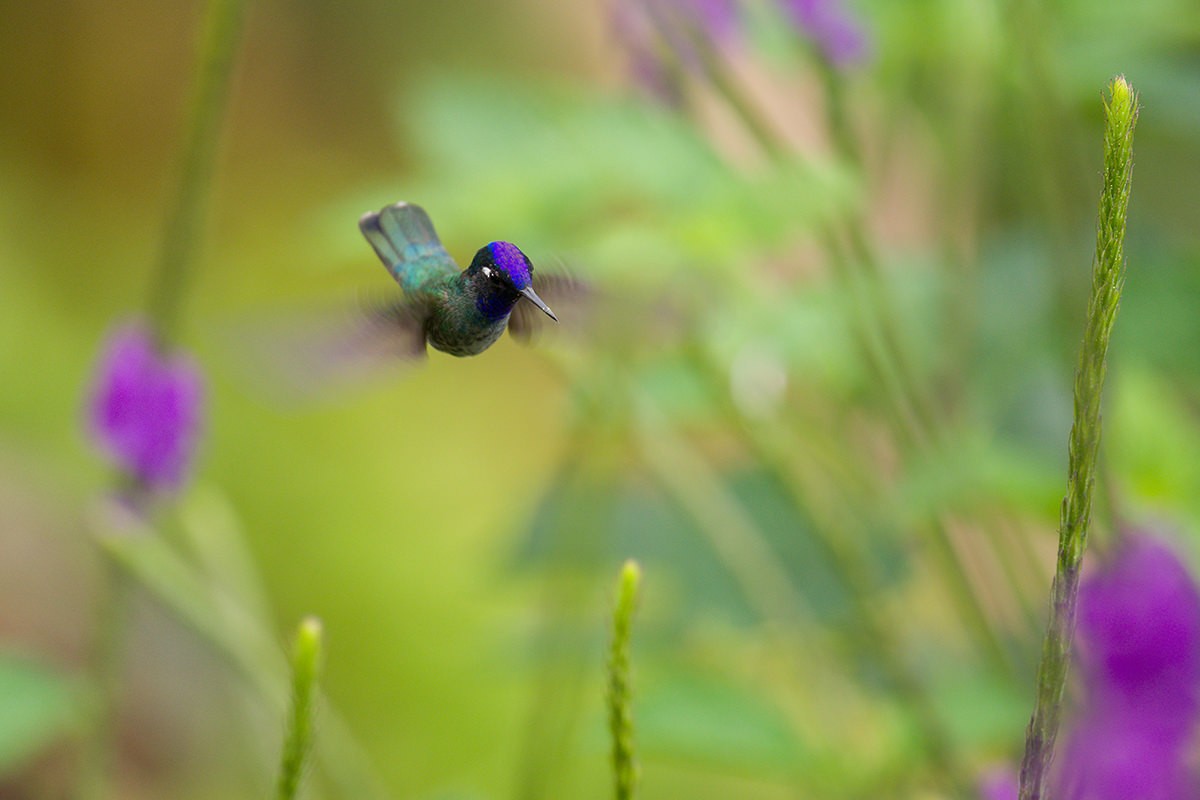 Violet-headed Hummingbird - Jorge Luis Cruz Alcivar - Magic Birding Tours