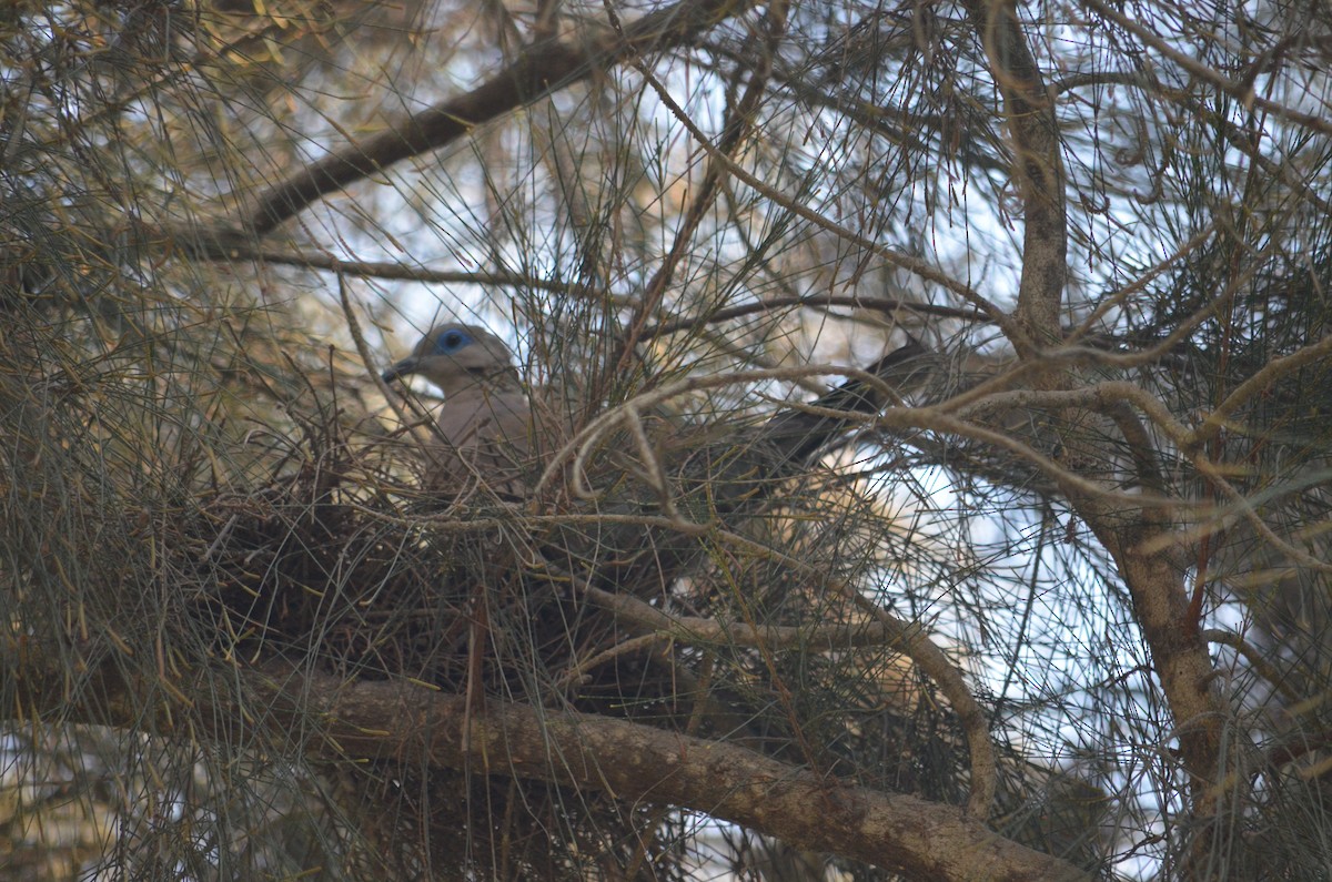 West Peruvian Dove - Bruno Díaz