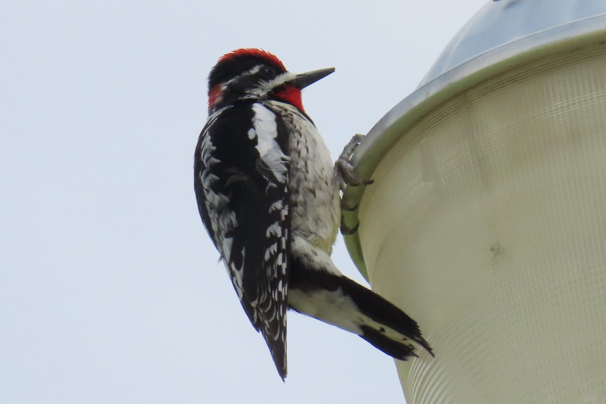 Red-naped Sapsucker - ML619064363