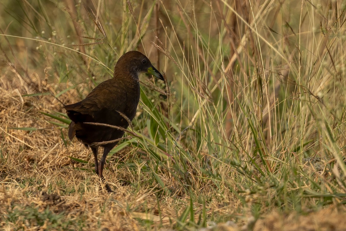 Brown Crake - ML619064376