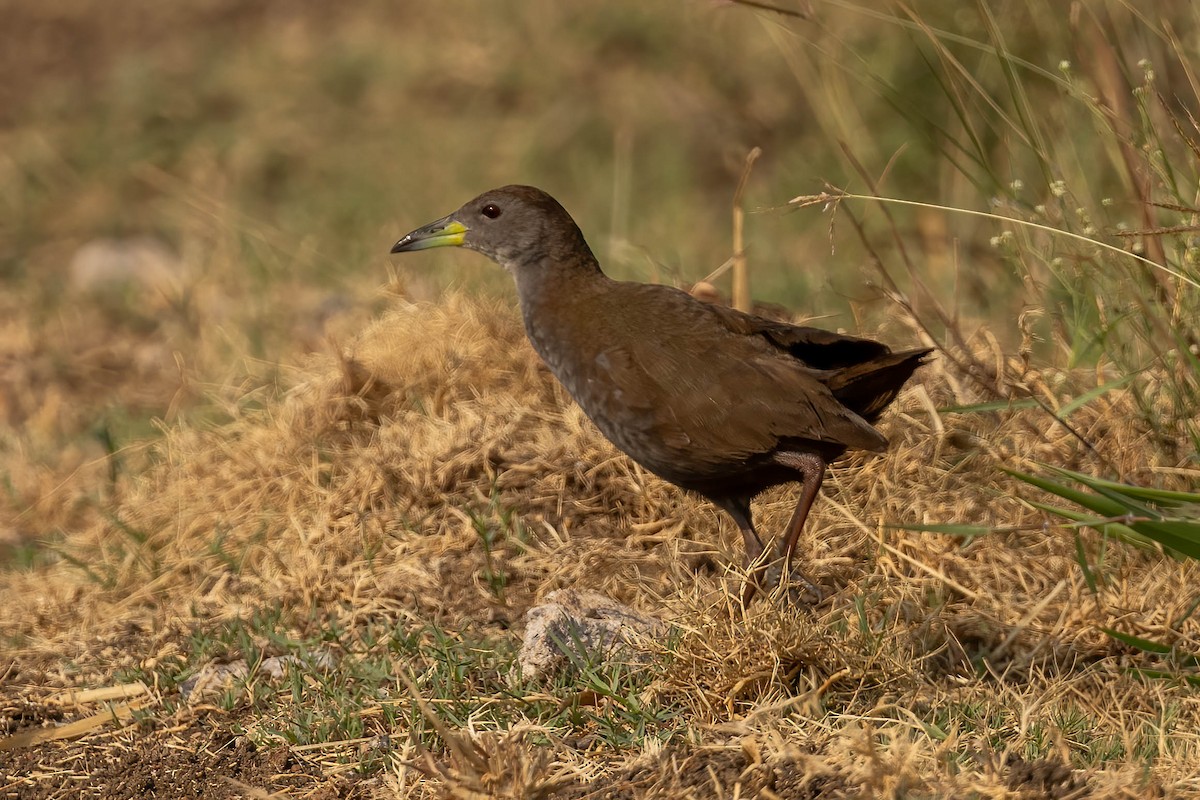 Brown Crake - ML619064381