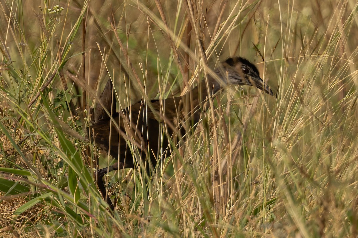 Brown Crake - Neeraja V