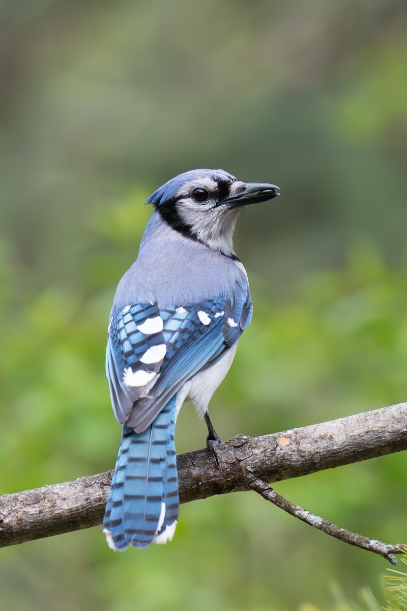 Blue Jay - ML619064387