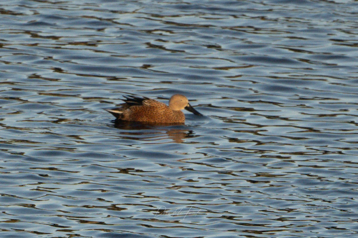 Canard spatule - ML619064395