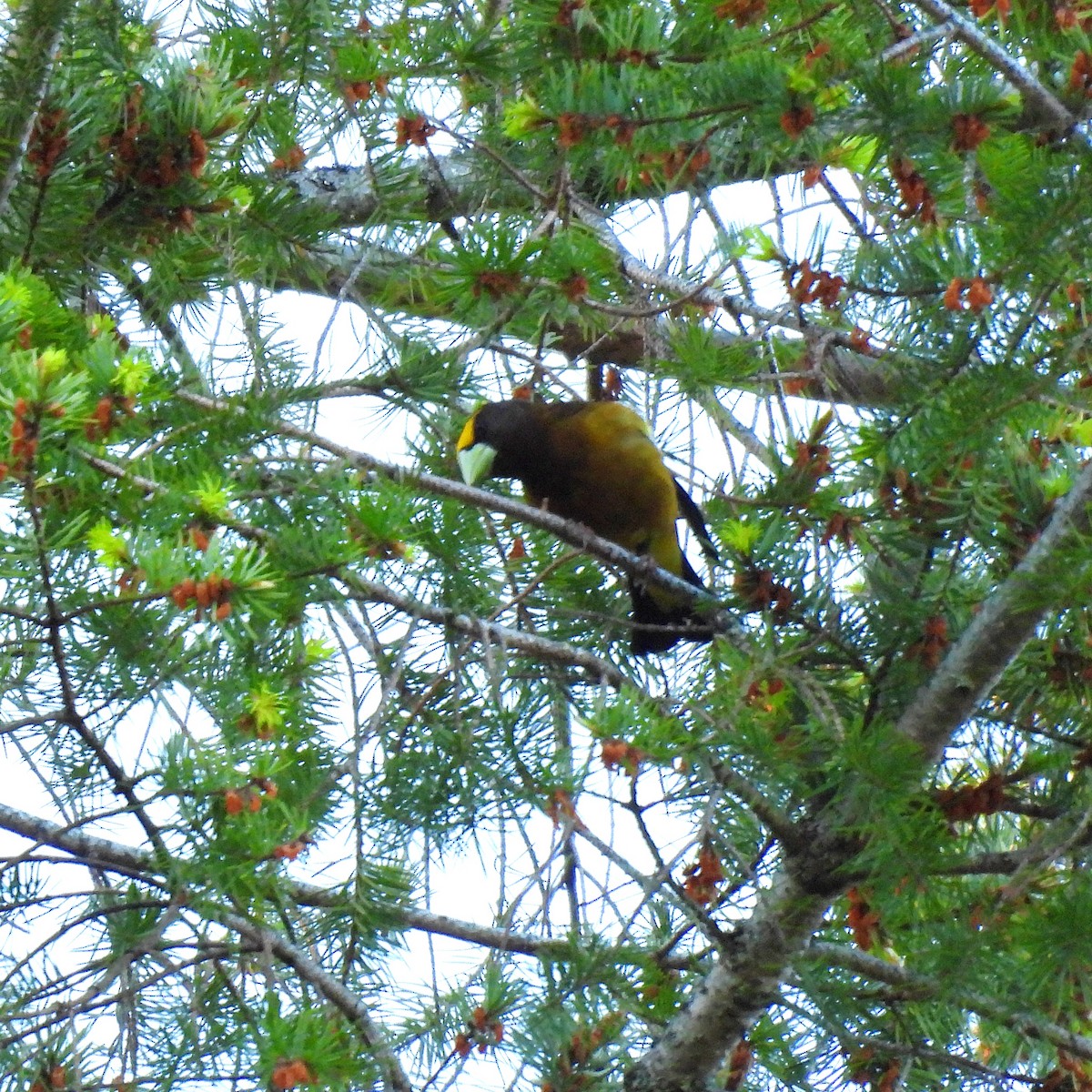 Evening Grosbeak (type 1) - Susan Kirkbride