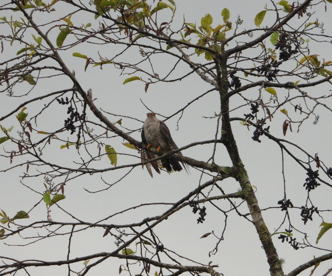 Common Cuckoo - ML619064407