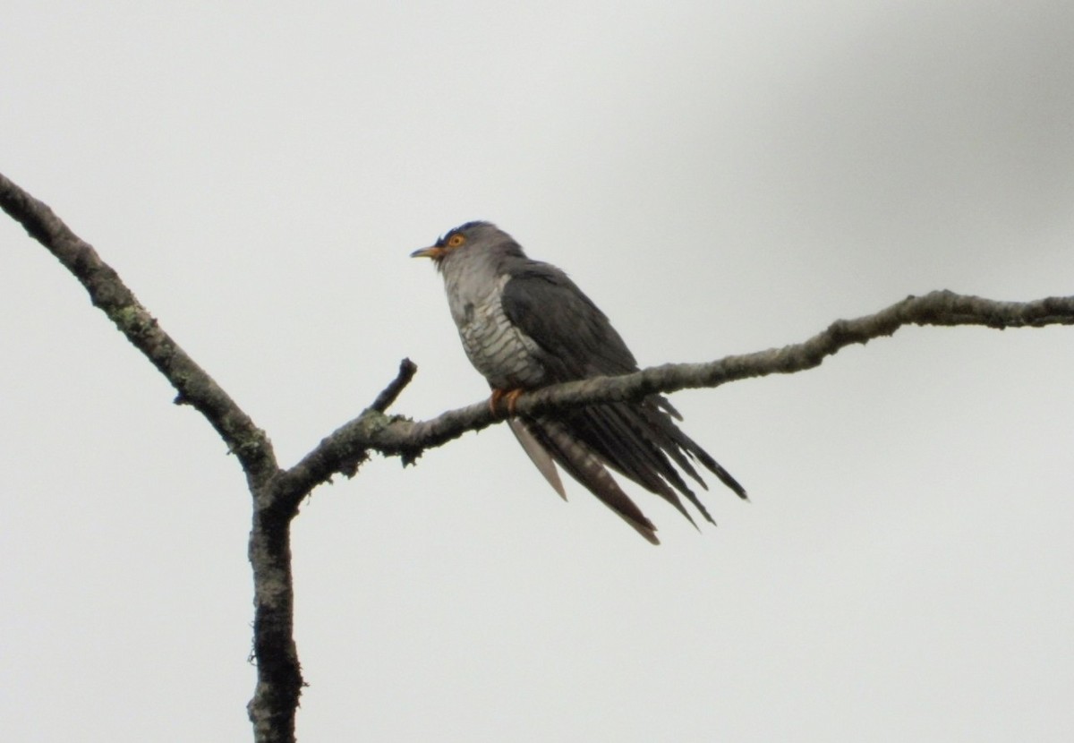 Common Cuckoo - ML619064408