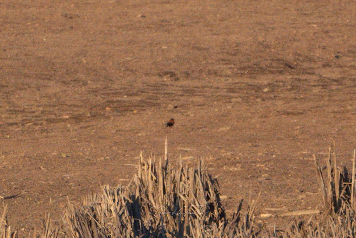 Austral Negrito - Darío de la Fuente - Chilean Nature