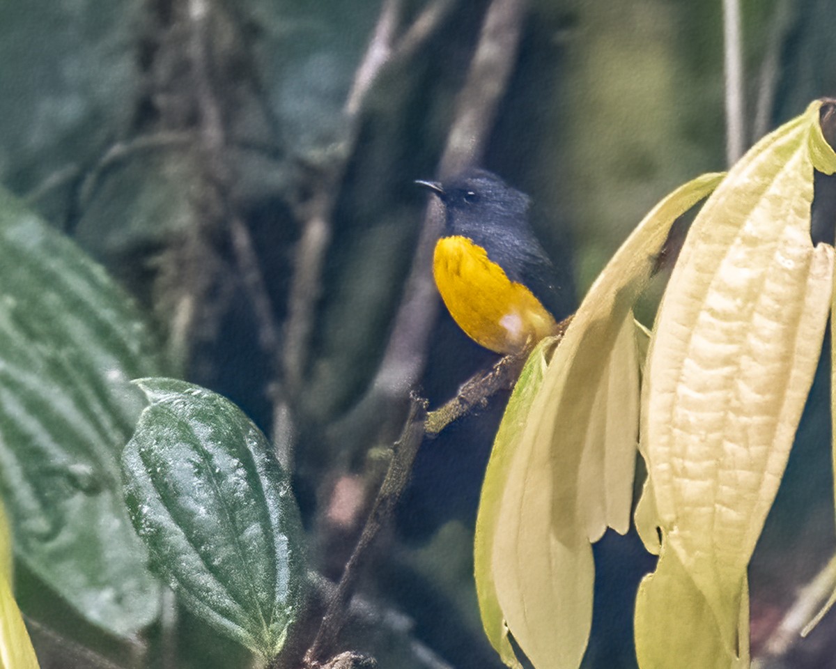 Slate-throated Redstart - ML619064429