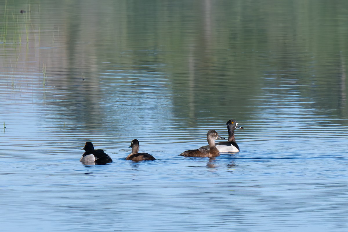 Ring-necked Duck - ML619064451