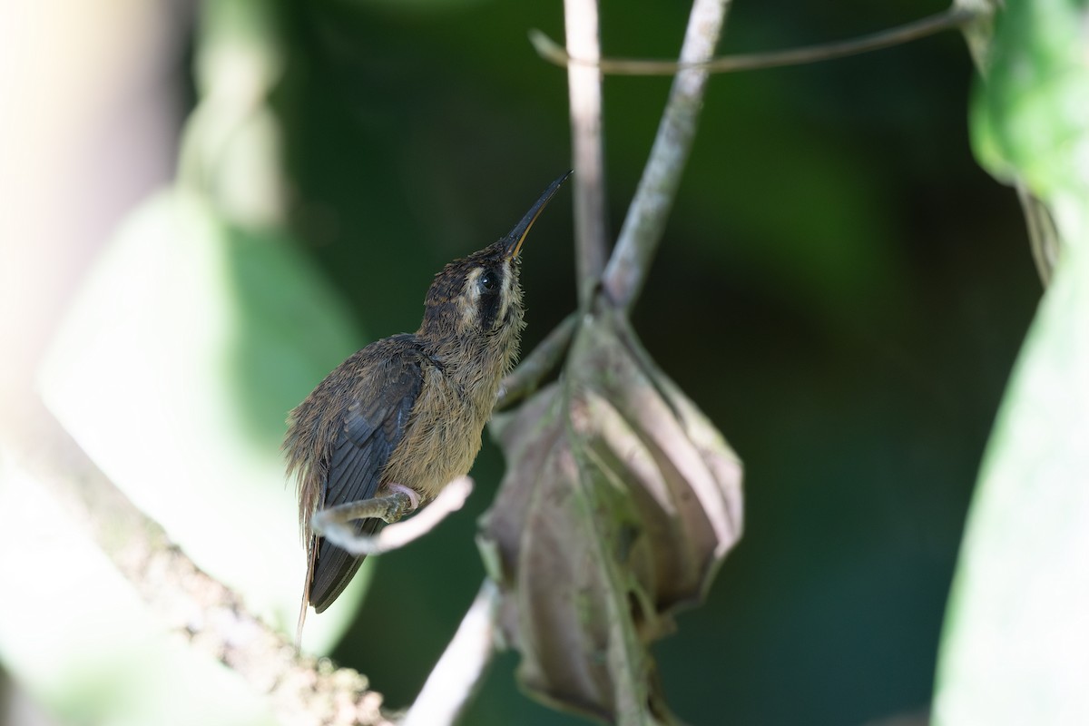 kolibřík proužkohrdlý - ML619064472